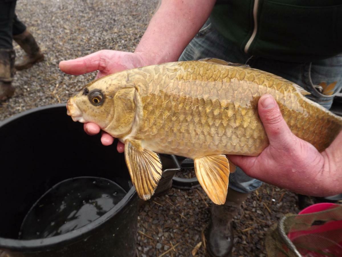 Marsh Water Ponds Fishery Villa Kidwelly Екстериор снимка